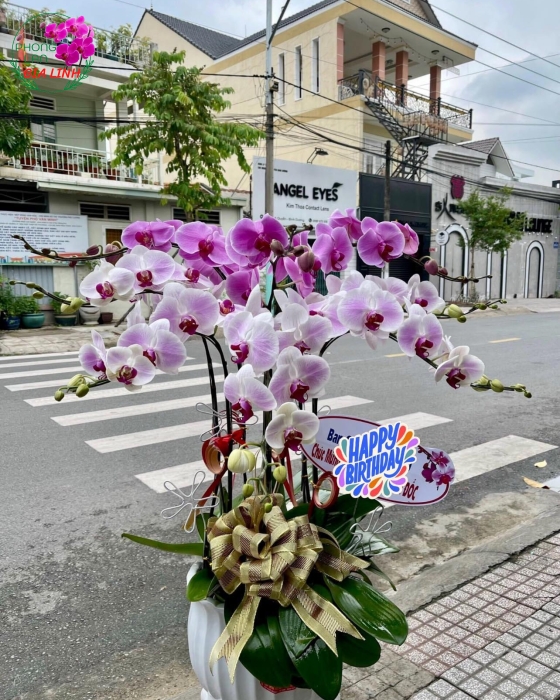 Chậu hoa Lan hồ điệp Hồng hồng