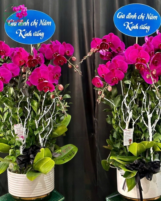 Đặt hoa viếng nhanh tại Bình Dương – Có liền trong 1–2 giờ