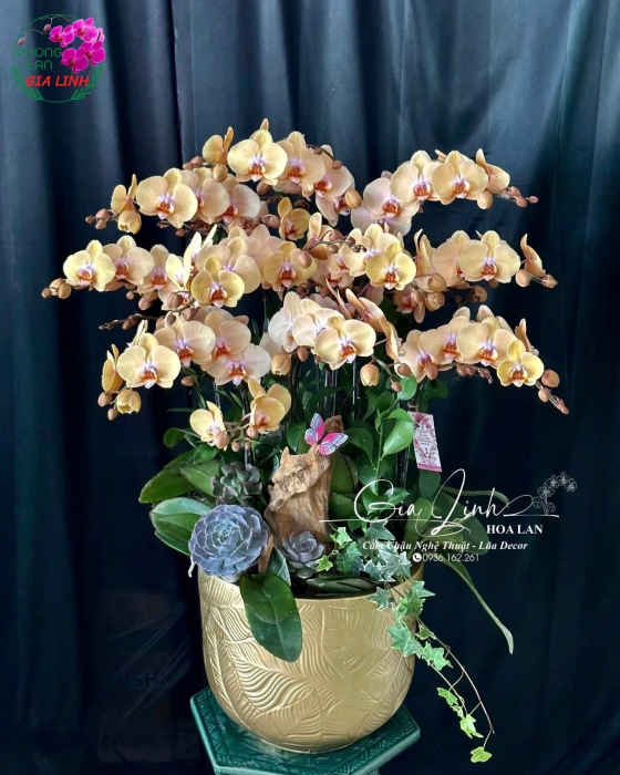 "Dấu Ấn Thời Gian" - Lan Hồ Điệp Cổ Điển