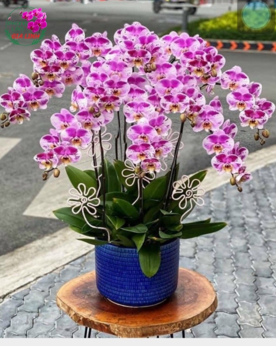 Chậu hoa Lan hồ điệp đột biến đẹp