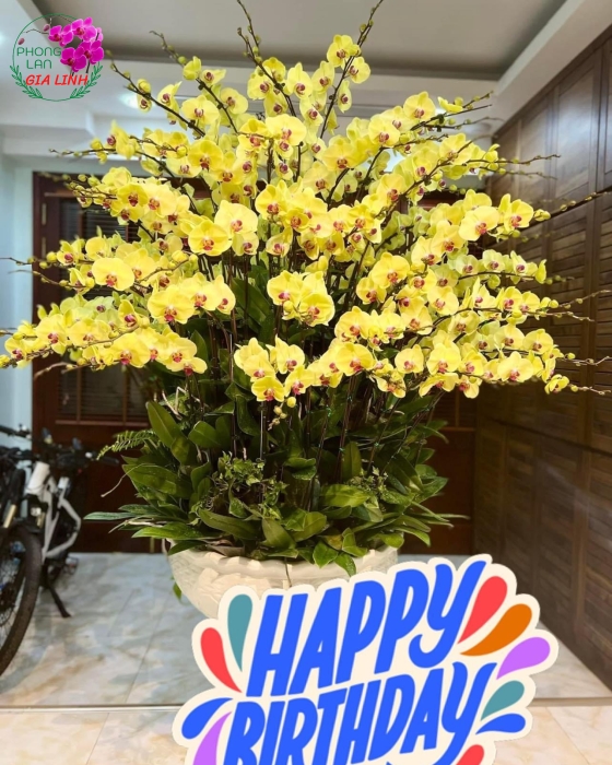 Chậu hoa Lan vàng 1068 VIP