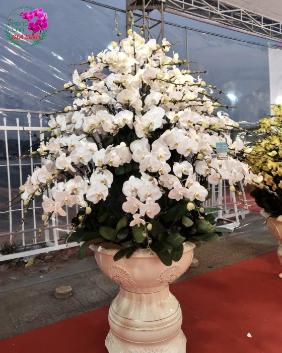 Chậu hoa Lan hồ điệp trắng VIP