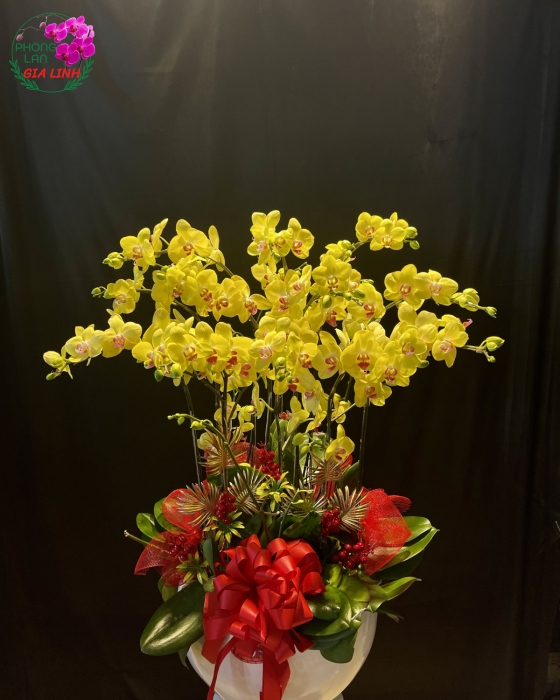 Chậu hồ điệp vàng - HD01