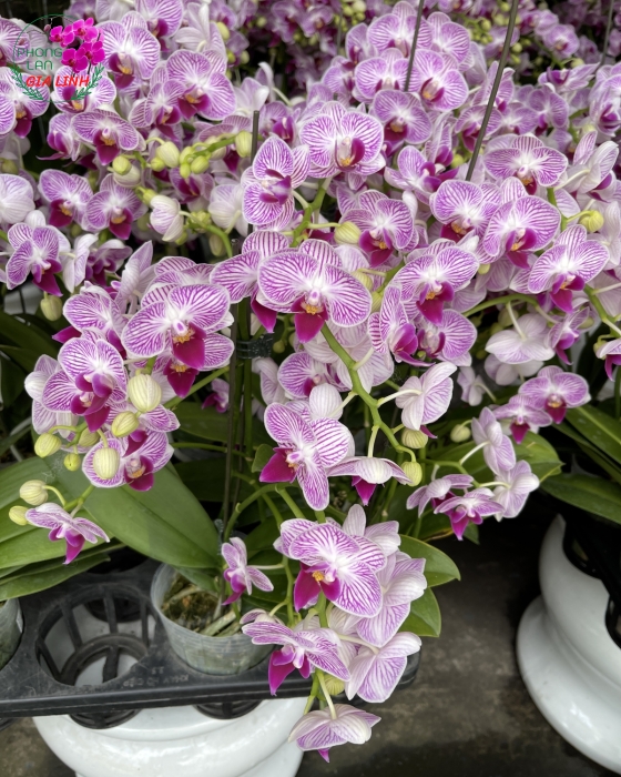 Chậu hồ điệp vàng - HD01