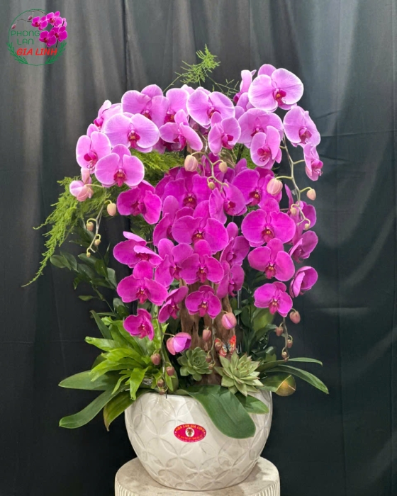 ghép lan hồ điệp vào chậu