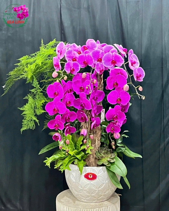 ghép lan hồ điệp vào chậu