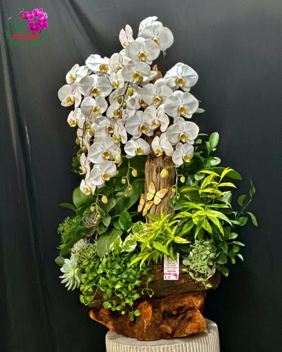 ghép lan lên lũa đẹp