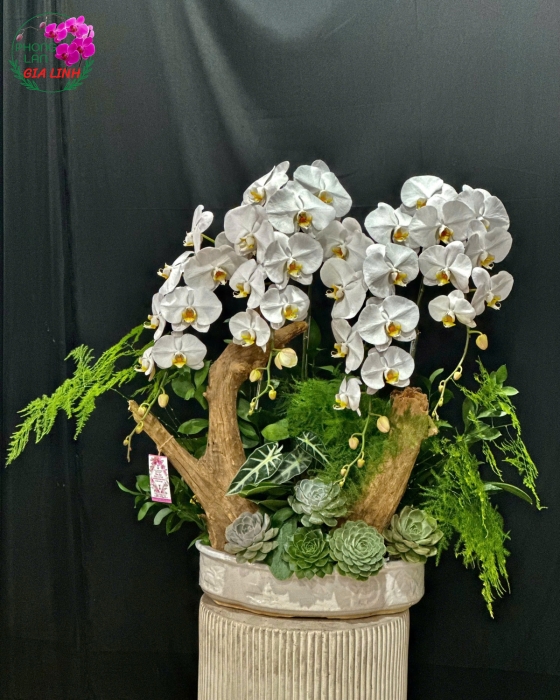 ghép lan trên gỗ lũa