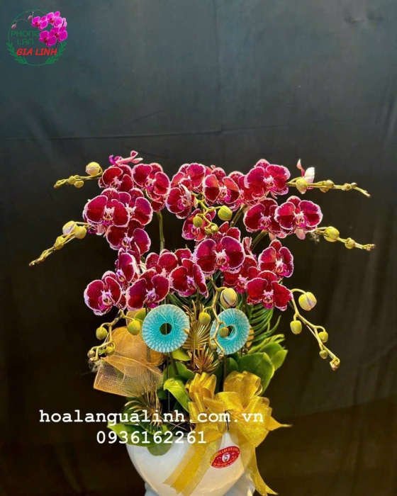 Bảng giá hoa lan chơi tết mới nhất hiện nay