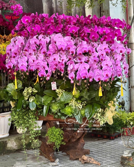 Tham khảo giá hoa Lan Tết mới nhất