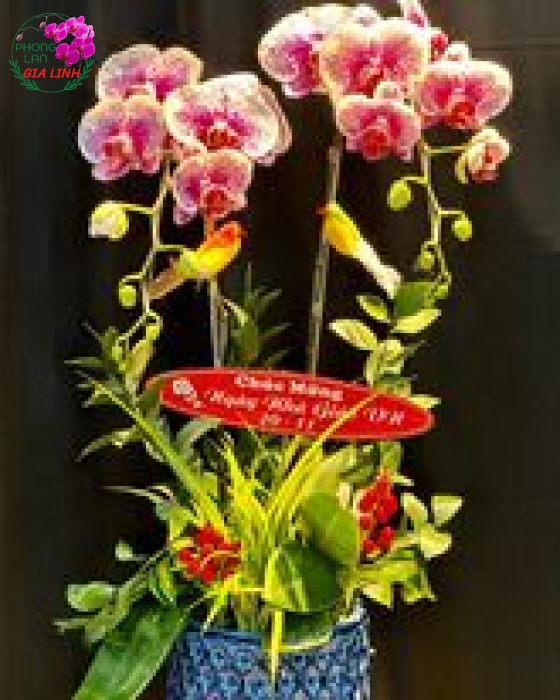 giá hoa ngày 20 11