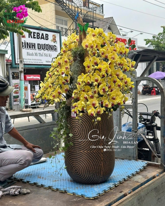 Cập nhật giá lan hồ điệp 30/4 1/5 mới nhất