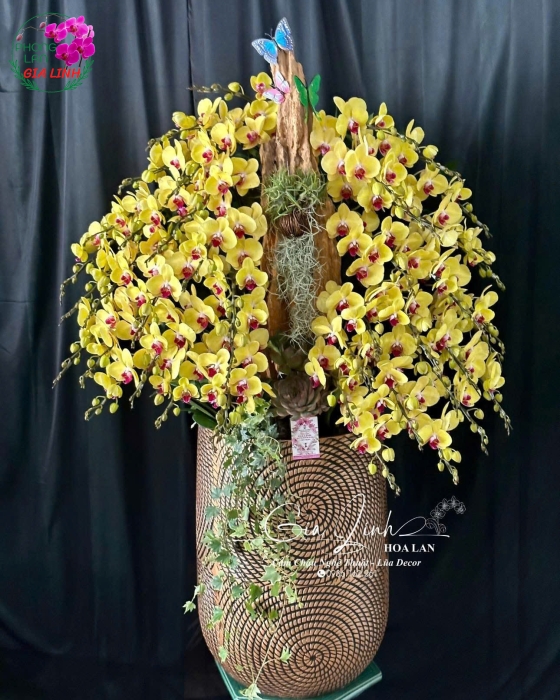 Cập nhật giá lan hồ điệp 30/4 1/5 mới nhất