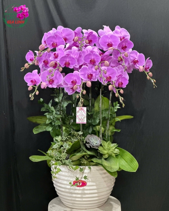 giá lan hồ điệp tím