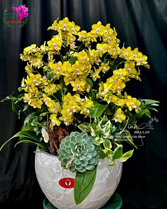 Giá lan ngày Tết mới nhất tại Hoa Lan Gia Linh
