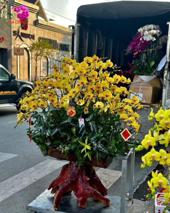 Gỗ lũa ghép lan đủ loại đủ kích cở