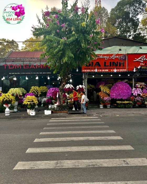 Gỗ lũa ghép lan đủ loại đủ kích cở