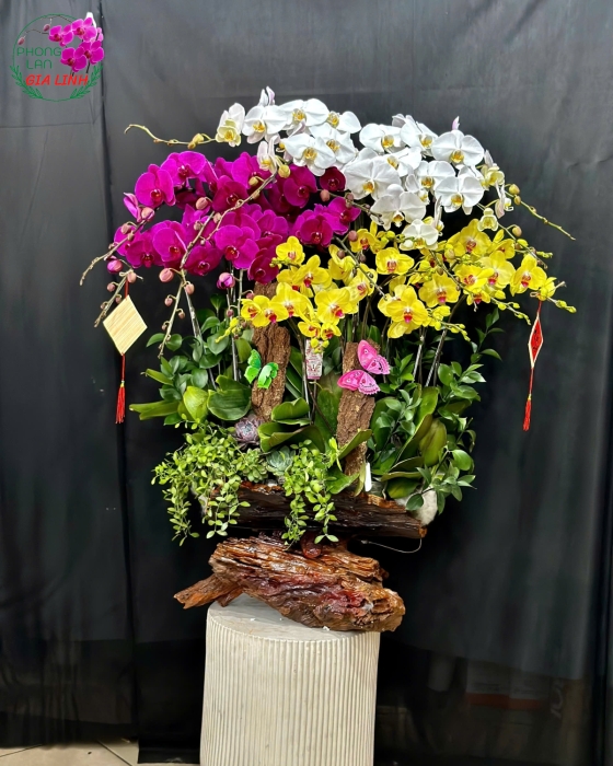 Gỗ lũa ghép lan đủ loại đủ kích cở