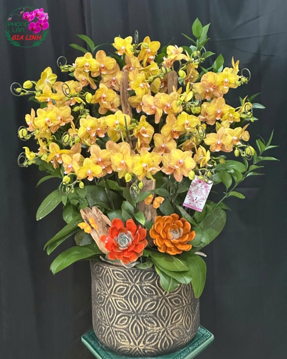"Hạnh Phúc Lao Động" - Lan Hồ Điệp Theo Yêu Cầu