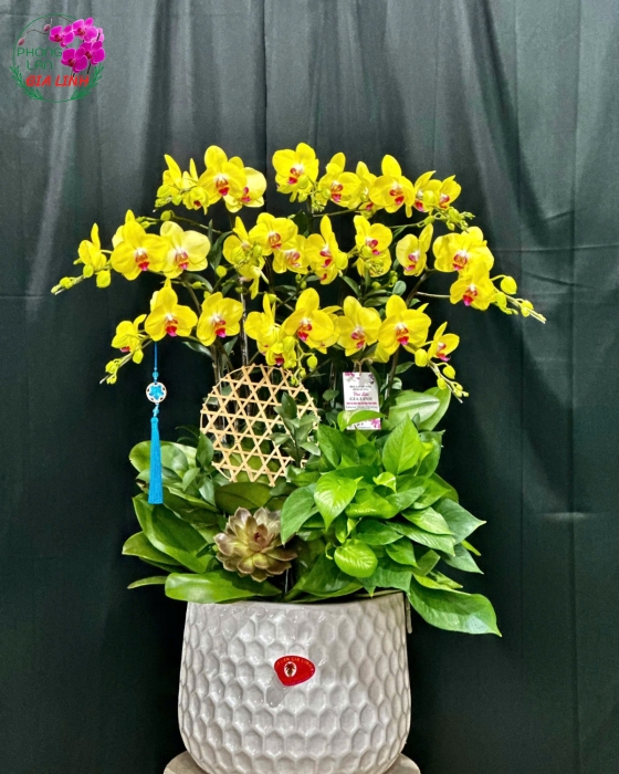 hồ điệp chơi tết