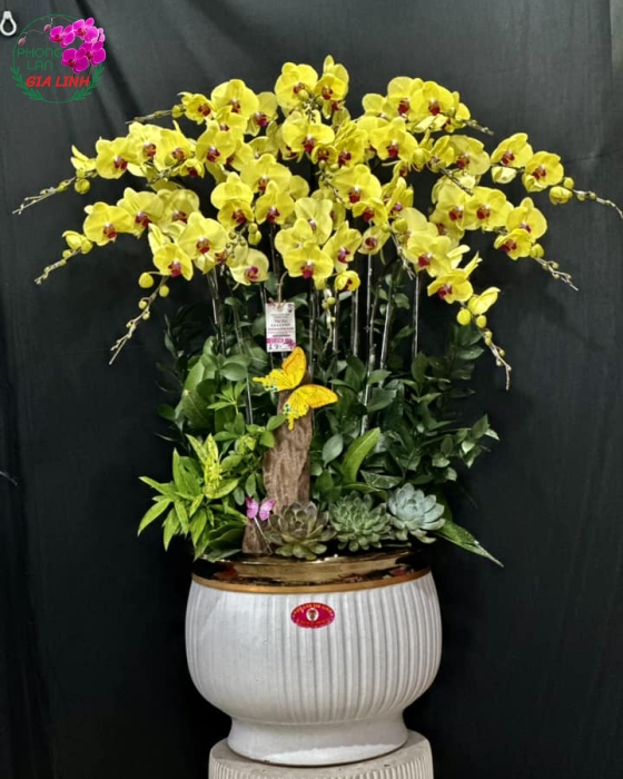 Hồ Điệp chơi Tết đẹp và phù hợp với phong thủy
