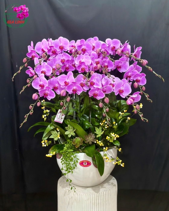 hồ điệp tím