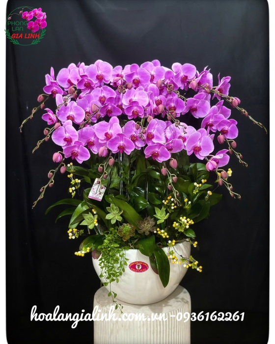 hồ điệp tím