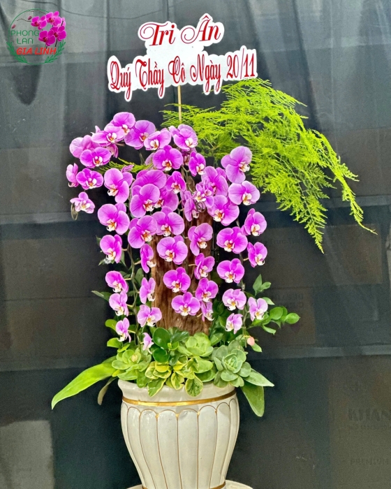 hoa cho ngày 20 11