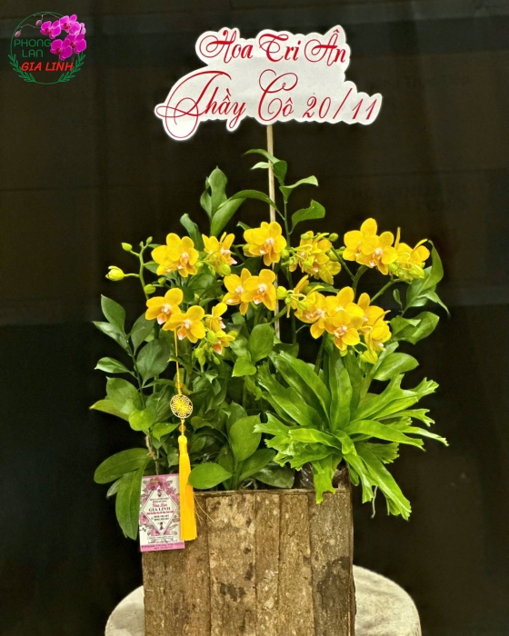 hoa chúc mừng 20 11