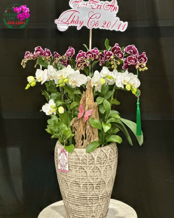 hoa chúc mừng 20 11 đẹp nhất