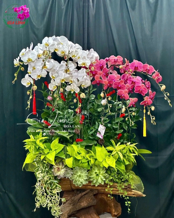 Mua hoa chưng Tết mang lại may mắn và tài lộc
