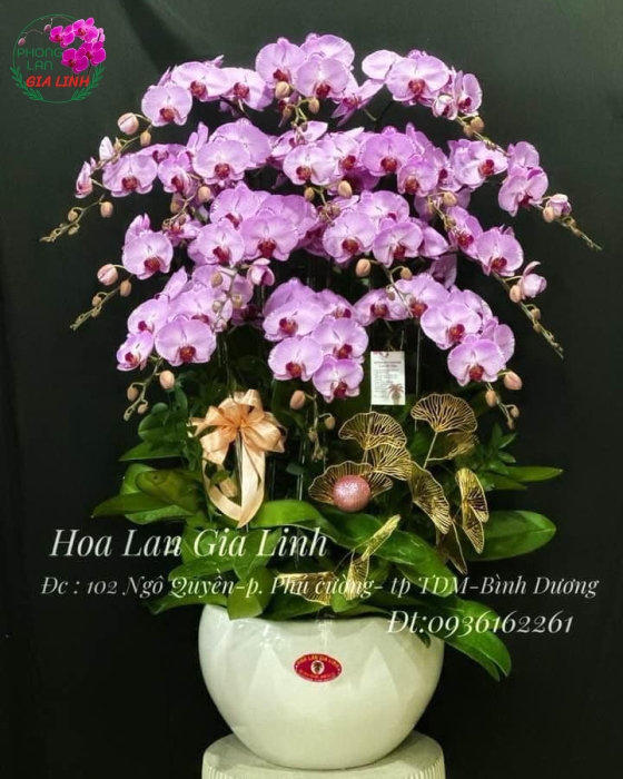 Hoa chưng Tết đẹp mang tài lộc và may mắn cho năm mới