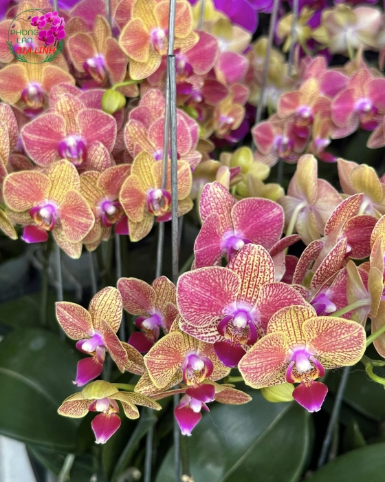 Hoa đẹp 20 10 tặng vợ
