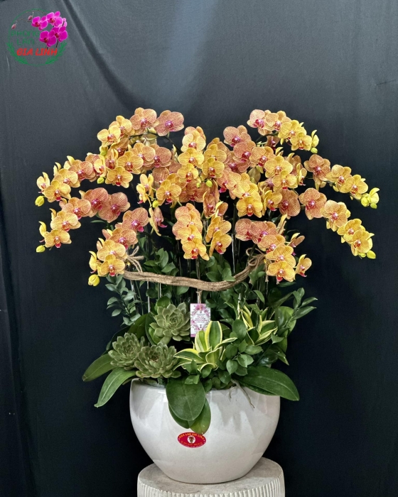 Hoa đẹp 20 10 tặng vợ