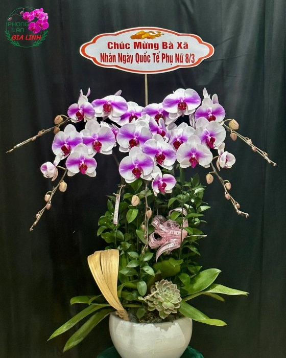 hoa đẹp tặng vợ 8 3