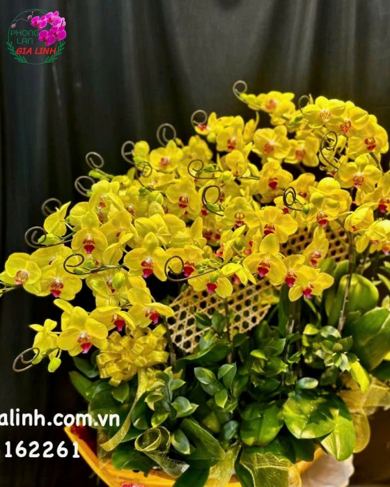 Hoa Khai Trương Thuận Buồm Xuôi Gió