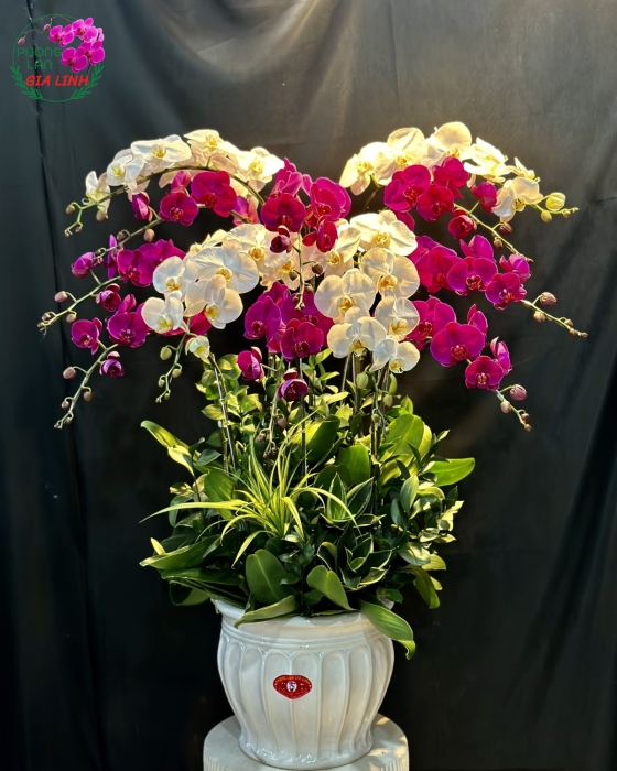 Vẻ đẹp đặc sắc và đa dạng của hoa lan Gia Linh