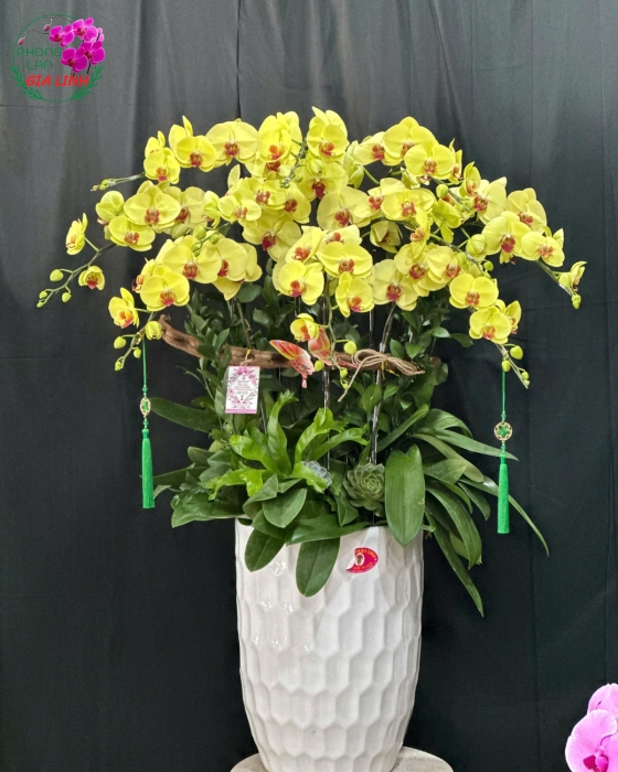 hoa lan đẹp chơi tết