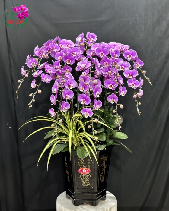 Những đặc điểm nổi bật về hoa lan hồ điệp của Gia Linh