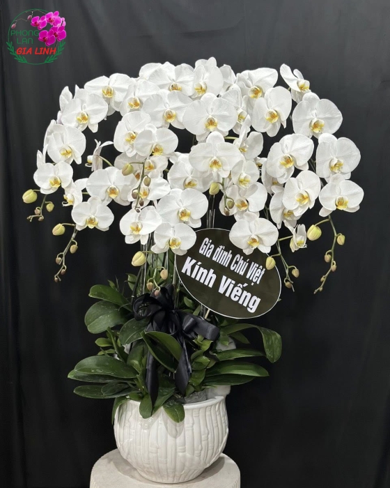 Đặt hoa lan hồ điệp chia buồn giao nhanh tận nơi