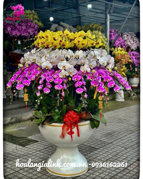 Hoa lan hồ điệp chưng tết