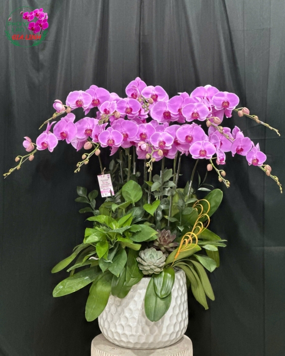 hoa lan hồ điệp hồng đón xuân