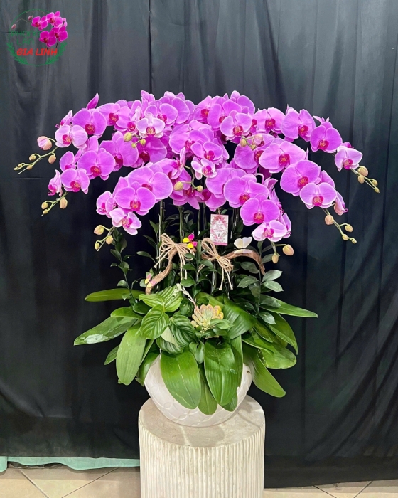 hoa lan hồ điệp màu hồng