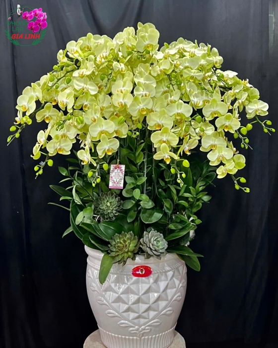 hoa lan hồ điệp màu xanh táo