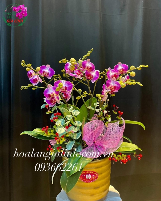 Chậu Hoa Lan Hồ Điệp Mini 5 cành Xinh