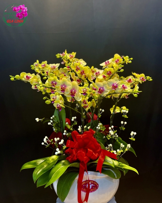 Chậu Hoa Lan Hồ Điệp Mini Nắng Vàng Mùa Xuân