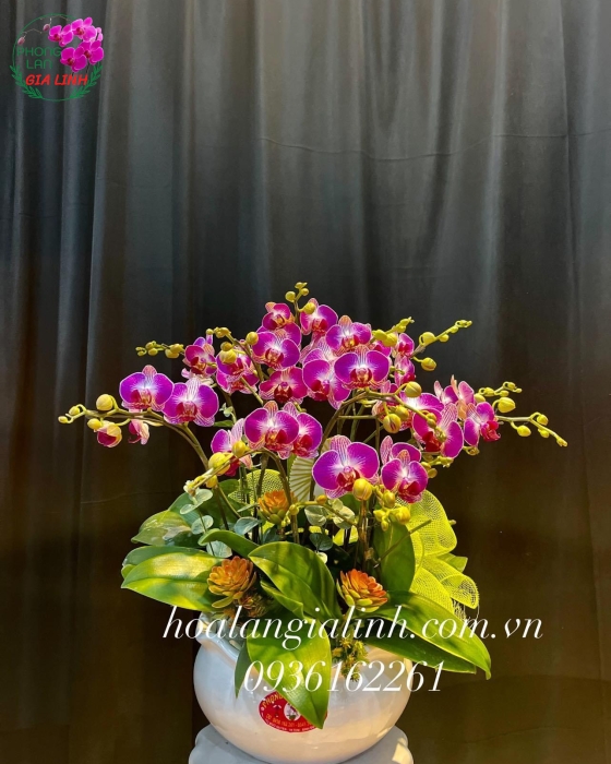 Chậu lan hồ điệp mini sang trọng