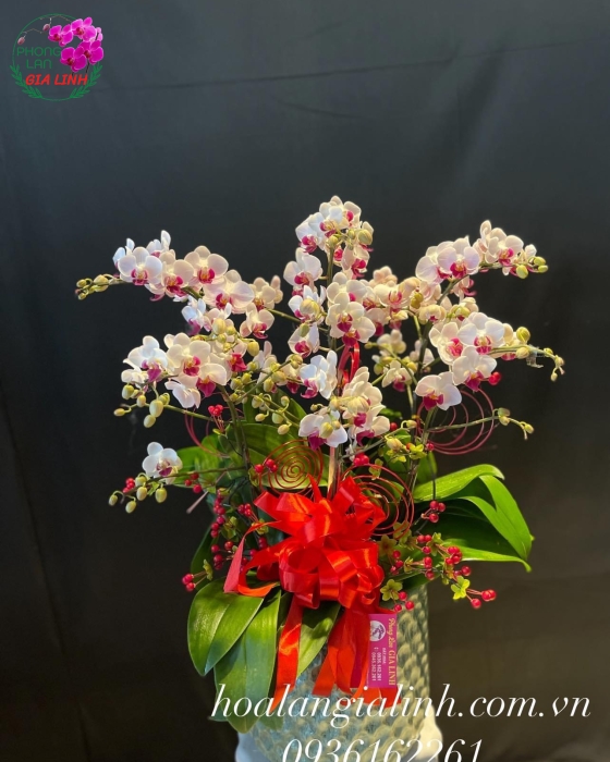 Chậu lan hồ điệp mini mix màu