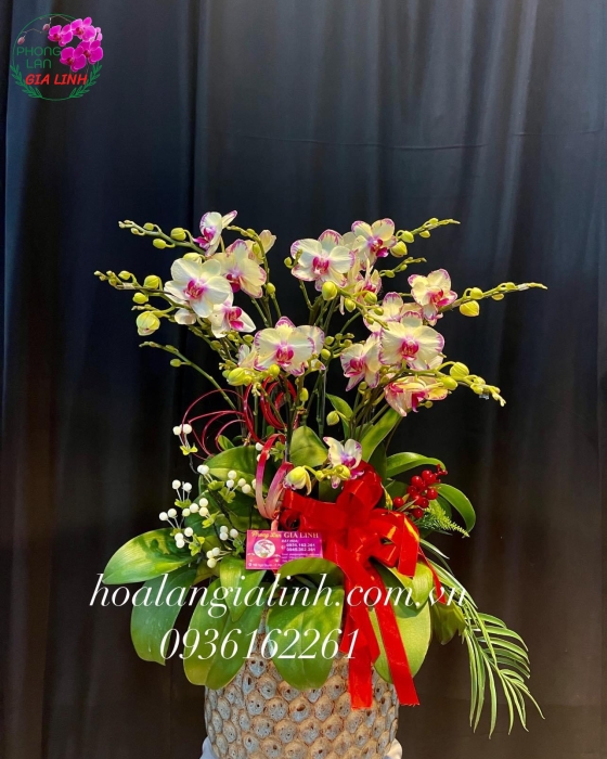 Chậu Hoa Lan Hồ Điệp Mini Trắng Sang trọng