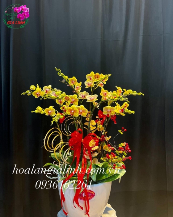 Chậu hoa lan hồ điệp mini vàng 9 cành